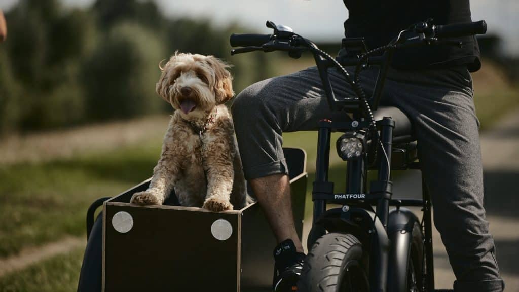 How to Take Your Dog on an Electric Bike (Big and Small) Everything